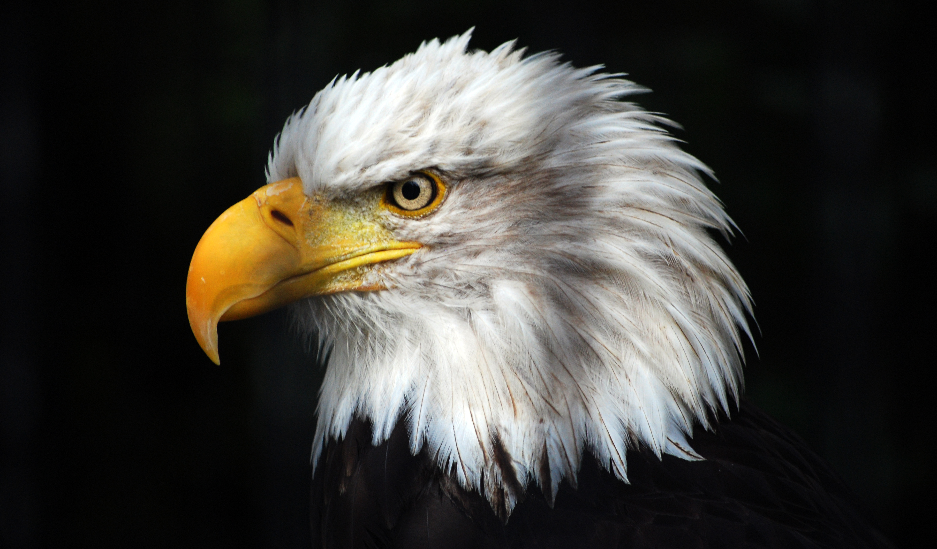 Eagle in Alaska